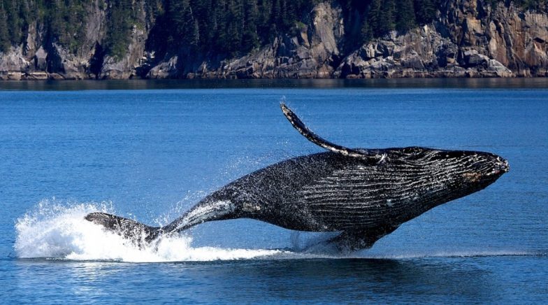 Mother Humpback Whale Attacks Swimmer at Ningaloo Reef in Australia to Protect Its Calf