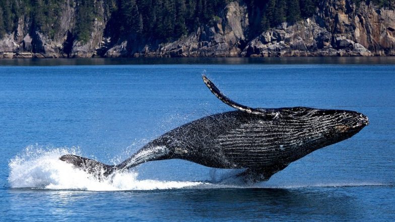 Mother Humpback Whale Attacks Swimmer at Ningaloo Reef in Australia to Protect Its Calf, Leaves Woman Seriously Injured