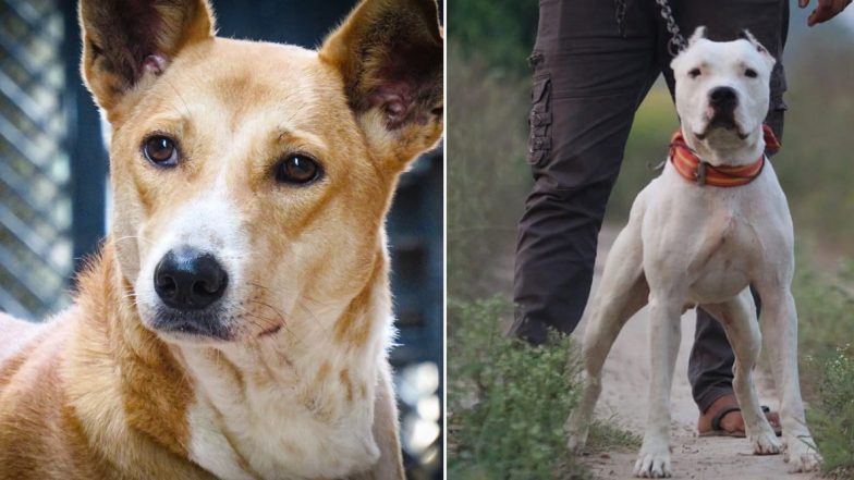 PM Modi Stresses on Adopting Indian Dog Breeds in Mann Ki Baat; From Pariah to Bully Kutta, Know 5 Indie Breeds That One Can Get as Pets