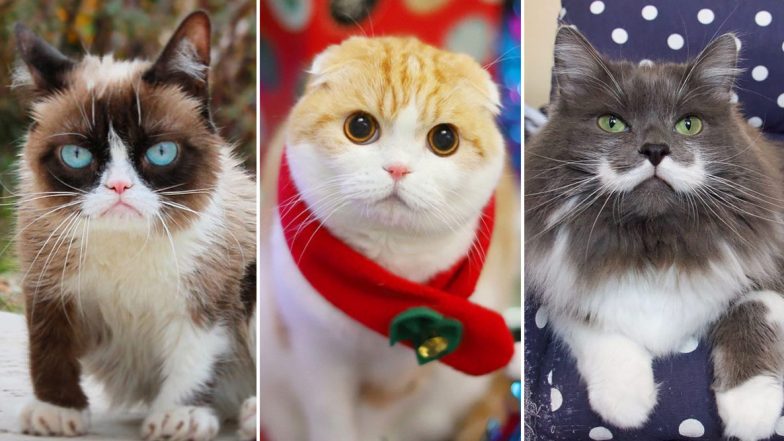 International Cat Day 2020: Grumpy Cat, Waffles, Hamilton - Meet 7 Famous Cats of Instagram (See Pictures)