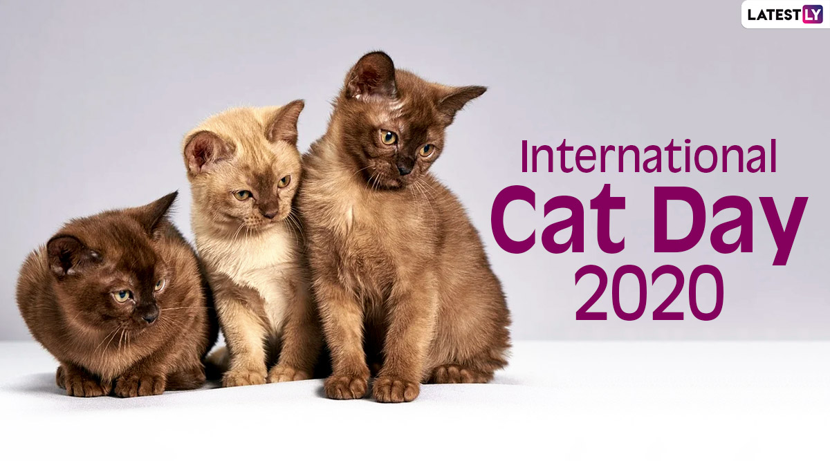 International Cat Day 2020 Date And Significance Know the History And