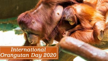 International Orangutan Day 2020 FAQs: From 'How Many Orangutans Are Left in the World?' to 'What Do Orangutans Do All Day?' Mostly Asked Questions Answered