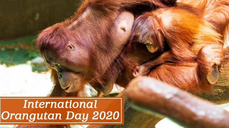 International Orangutan Day 2020 FAQs: From 'How Many Orangutans Are Left in the World?' to 'What Do Orangutans Do All Day?' Mostly Asked Questions Answered