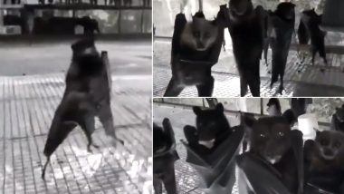 Video of Inverted Bats Looks Straight Out of a Goth Nightclub! Watch Creepy Yet Funny Video