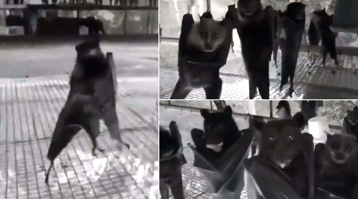Viral News | Video of Inverted Bats Looks Straight Out of a Goth ...