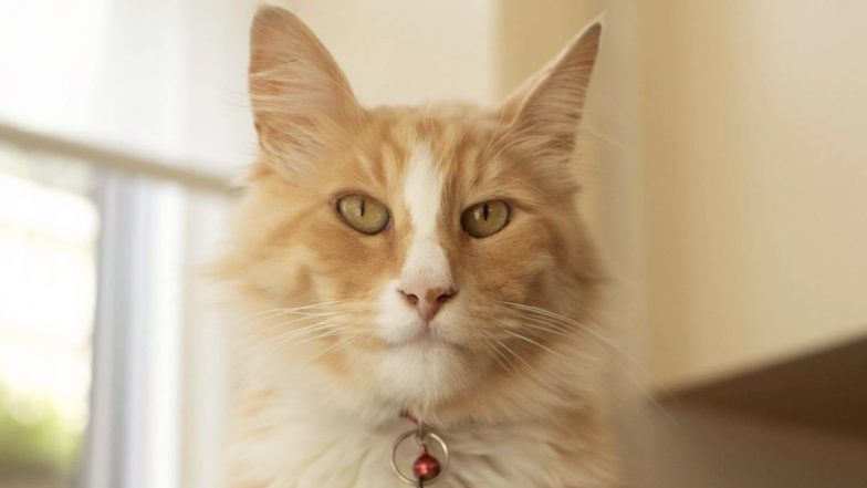 Mittens, The Viral Cat From Wellington is Running For New Zealander of The Year, PM Jacinda Ardern is In The Race Too!