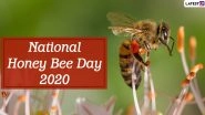 National Honey Bee Day 2020: What is Killing Honey Bee And How Can We Save Them? Simple Yet Genius Ways to Save Honeybee!