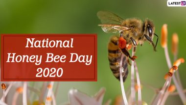 National Honey Bee Day 2020: What is Killing Honey Bee And How Can We Save Them? Simple Yet Genius Ways to Save Honeybee!