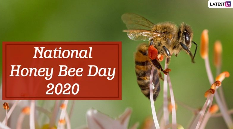 National Honey Bee Day 2020: What is Killing Honey Bee And How Can We Save Them?
