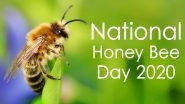 National Honey Bee Day 2020 Date And Significance: Know The History And Celebrations of the Day That Creates Awareness on Protecting Bees