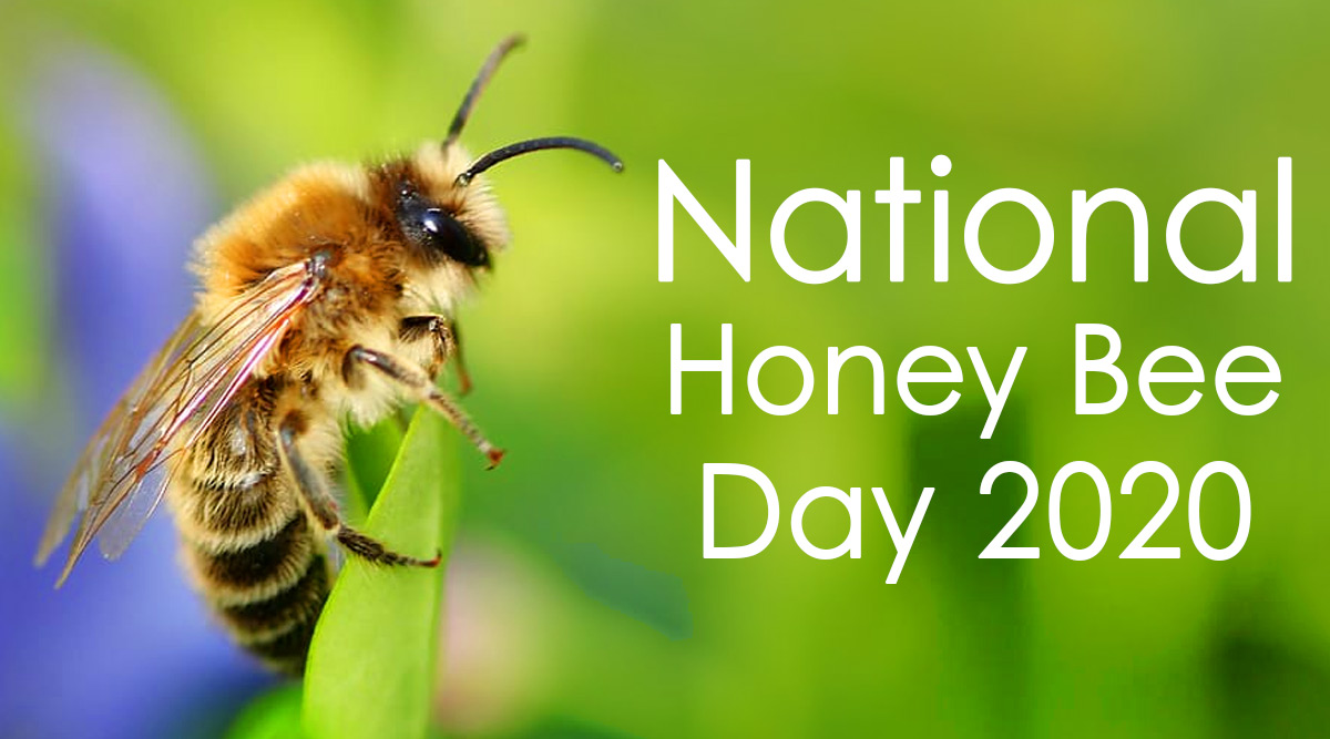 National Honey Bee Day 2020 Date And Significance Know The History And