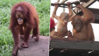 International Orangutan Day 2020: Cute Videos And Images of the Great Apes That Will Make You Say 'Awwwdorable'