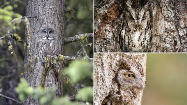 Picture of Owl Camouflaging in Tree Bark Goes Viral, Other Similar Pics Prove These Birds Are Masters of Hiding in Plain Sight (View Stunning Photos)