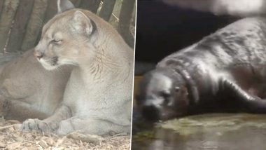 Paris Zoo Sees Rare Baby Boom! Patagonian Sea Lion, Amazon Bush Dog & Little Puma Born in Recent Weeks (Watch Video)