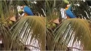 Thirsty Macaw Parrot Drinking Coconut Water by Piercing Through it With Claws Goes Viral, Video Amuses Netizens