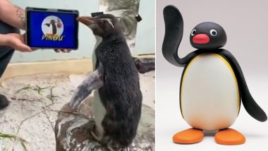 Penguin Pierre Gets Over Loneliness by Binge-Watching Animated Series 'Pingu' at Perth Zoo (Watch Video)