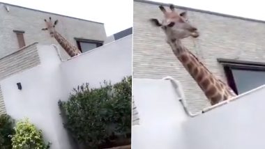 Karachi Family Keeps Giraffes as Pets! Forest Authorities Intervene After Angry Netizens Demand Action (Watch Viral Video)