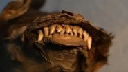 14,000-Year-Old Puppy Found a Decade Ago in Russia Ate a Wolly Rhinoceros as Last Meal! (View Pics)