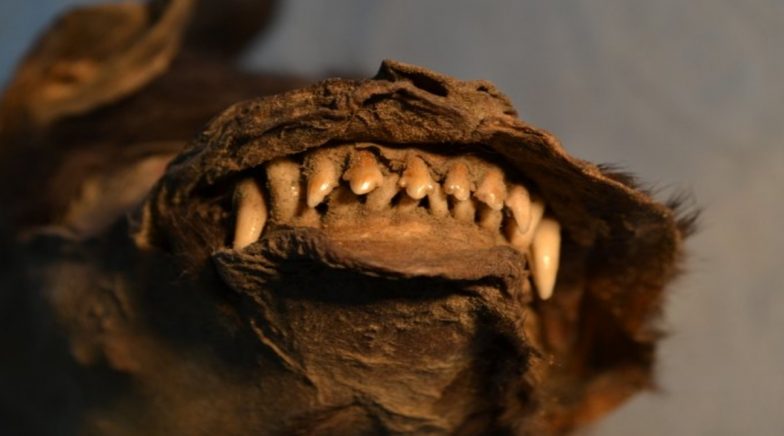 14,000-Year-Old Puppy Found a Decade Ago in Russia Ate a Wolly Rhinoceros as Last Meal! 