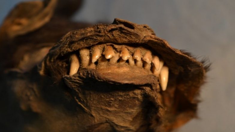 14,000-Year-Old Puppy Found a Decade Ago in Russia Ate a Wolly Rhinoceros as Last Meal! (View Pics)