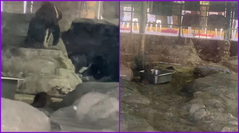 Rats Found Eating Penguin's Food in Malaysia's Negara Zoo, Watch Viral Video