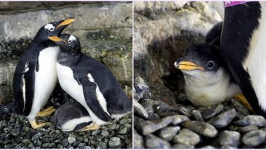 Same-Sex Female Penguins Welcome Baby After Adopting an Egg in Spain's Aquarium, Check Pics of The Cute Family