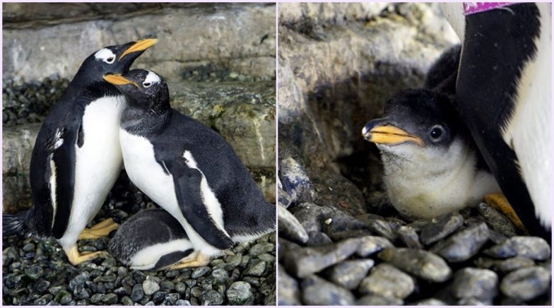 Same-Sex Female Penguins Welcome Baby After Adopting an Egg in Spain's Aquarium