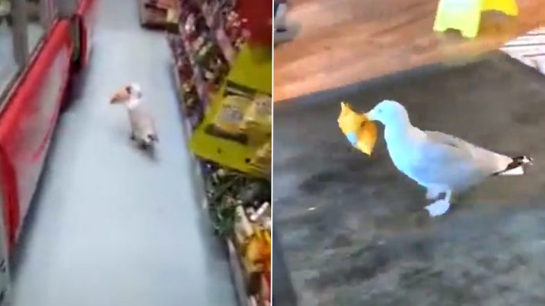 Shoplifter Seagulls! Video of The Seabird Stealing a Packet of Chips Go Viral, 5 Times When Seagulls Thought It Was CUTE To Slyly Fly Away With Eatables From Shops