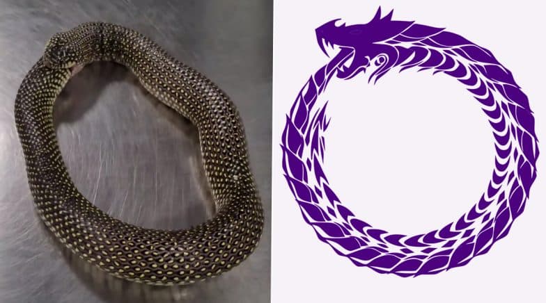 Serpent Eating Tail Symbol