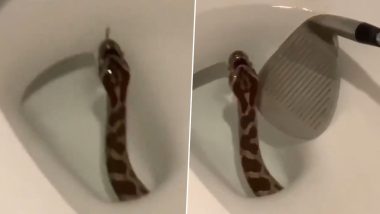Viral Video of Snake in Toilet in West Texas Has People Recalling Their Worst Nightmares of Spotting Serpents in Bathroom Coming True