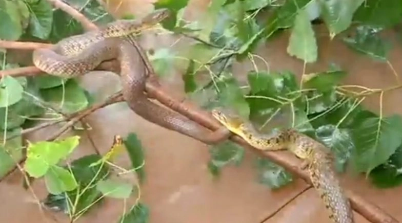 Snakes Glide Upon Trees in Shivamogga As Water Level in Tunga River Rises After Heavy Rainfall 