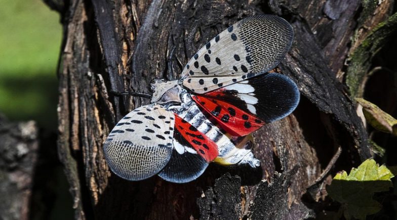 Spotted Lanternfly Forces New Jersey People to Stay in Quarantine, Know About These Invasive Bugs