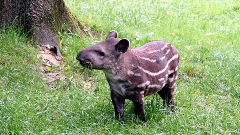 First Male Baby Tapir Born at Singaporean Night Safari Almost After a Decade, See Pictures & Videos of the Adorable Calf