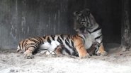 Good News! Tigress Sheela Gives Birth to Three Cubs at Bengal Safari in Siliguri, Thanks to Tiger Conservation Efforts in India (See Pictures)