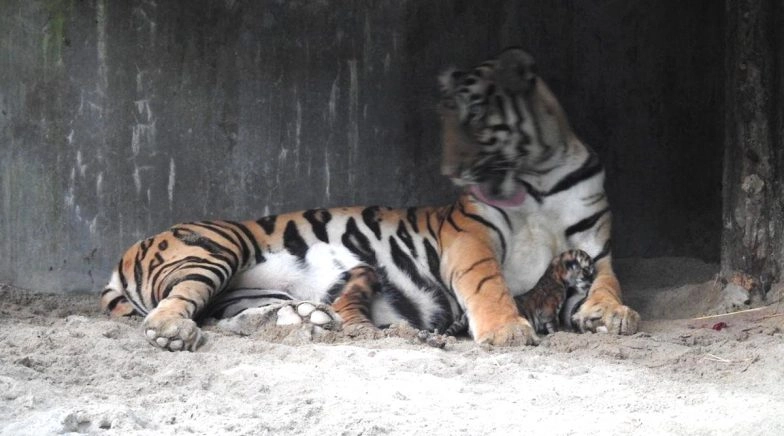 Good News! Tigress Sheela Gives Birth to Three Cubs at Bengal Safari in Siliguri (See Pictures)