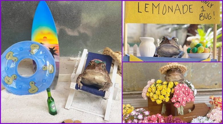 Toby, The Toad From Florida is a Not Your Next-Door Instagram Influencer!