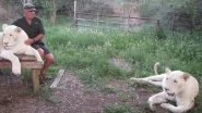 South African Conservationist West Mathewson Mauled to Death by The White Lions He Raised, Watch His Old Video Describing Them as 'Fantastic Company'