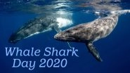 International Whale Shark Day 2020: Despite Having 4-Ft Wide Mouth, These 'Gentle Giants' Can Only Eat Shrimps, Know More Such Mind-Blowing Facts