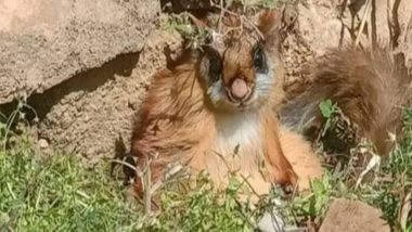 Woolly Flying Squirrel Spotted in Gangotri National Park in Uttarakhand