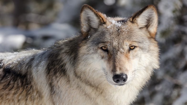 International Wolf Day 2020 Special: Interesting Facts and Photos of This Wild Animal Will Leave You Surprised!