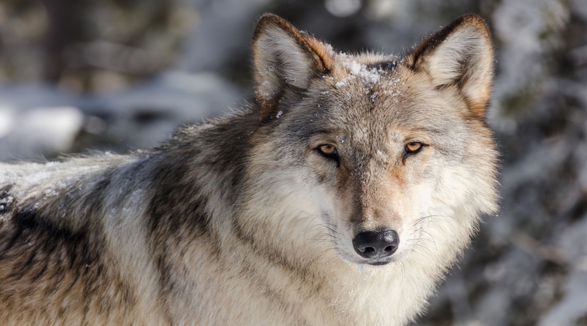 International Wolf Day 2020 Special Interesting Facts and Photos of