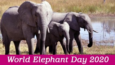 World Elephant Day 2020 Facts: Did You Know an Elephant's Trunk Can Hold 8 Liters of Water? Know Some Interesting Things About These Magnificent Creatures