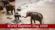 World Elephant Day 2020 Date And Significance: Know The History of the Day That Celebrates the Magnificent Creatures