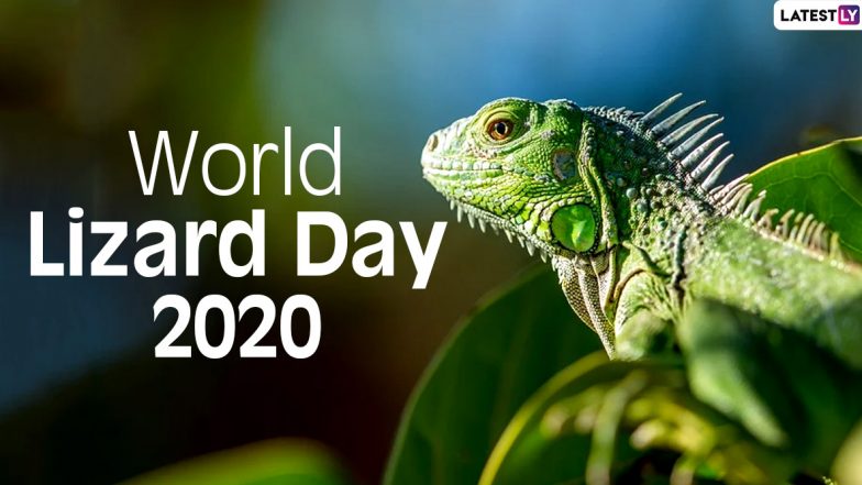 World Lizard Day 2020 Facts: Did You Know Caiman Lizards Have Third Eyelid Acting As Underwater Goggle? Know Interesting Things About These Squamate Reptiles