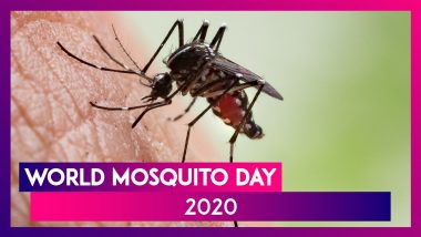 World Mosquito Day 2020: Quick Natural Home Remedies To Prevent Mosquito Bites