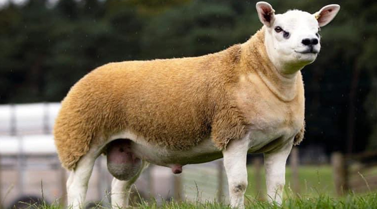 Le mouton le plus cher du monde vendu à 490 000 dollars (vidéo)