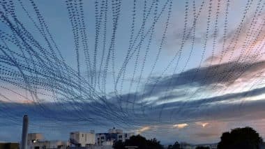 Incredible! Photograph of Parakeets Returning Home at Sunset Looks Like Thousands of Them Flying Together, Check Viral Pic of Bird Trail