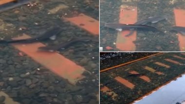 Mumbai Rains: Fish Seen Swimming at Waterlogged Railway Tracks in Parel After Local Services Suspended (Watch Video)