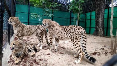 Mysore: Sri Chamarajendra Zoological Garden Gets Three Cheetahs from South Africa