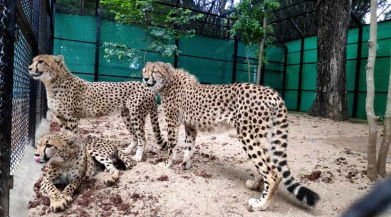 Mysore: Sri Chamarajendra Zoological Garden Gets Three Cheetahs from South Africa